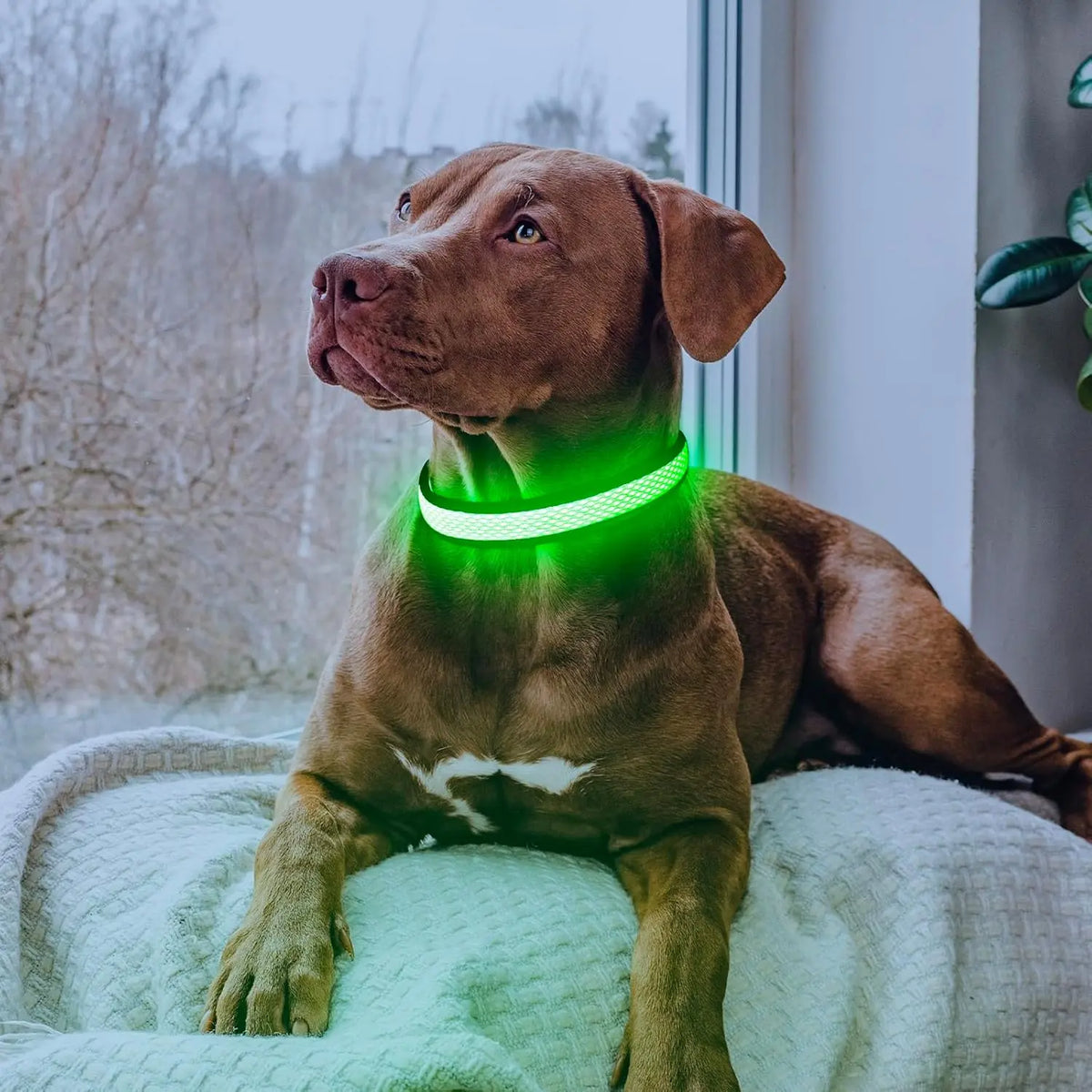 High-Visibility LED Safety Glow Dog Collar - USB Rechargeable, Adjustable Soft Mesh, Durable & Comfortable, 3 Light Modes (Quick Flash Mode Included), Camping Use, Night Visibility, 5 Sizes (XS-XL) for Small/Large Dogs, See Your Pup at Night