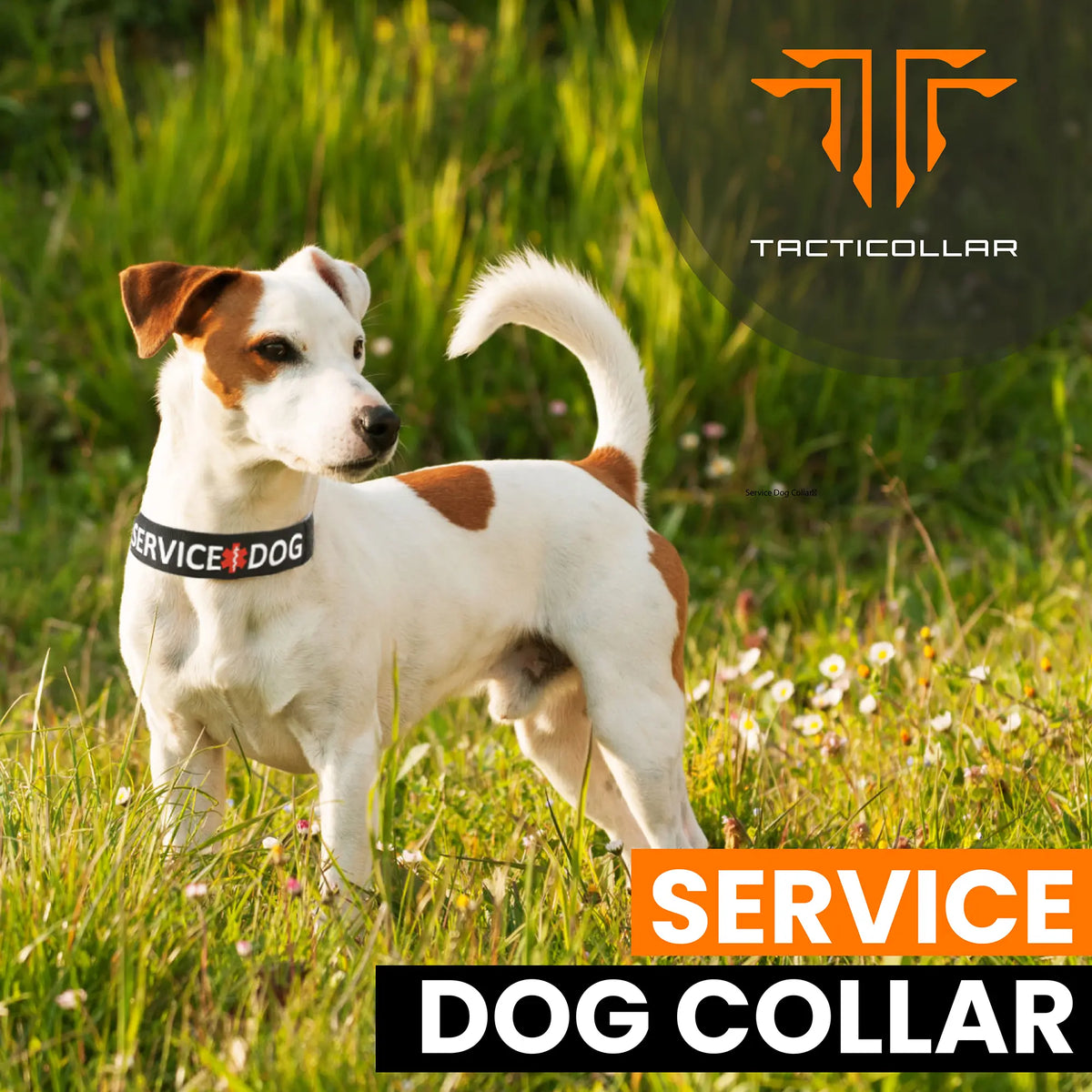 Tacticollar Adjustable Nylon Service Dog Collar with Embroidery